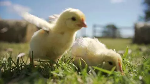 AI Video from prompt: Realistic Cute baby yellow fluffy chickens playi