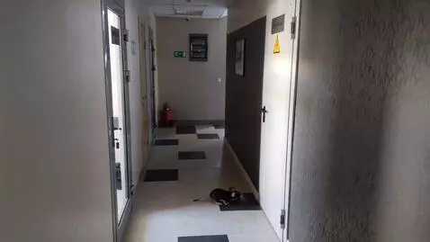 AI Video from prompt: A small mouse runs down the hallway