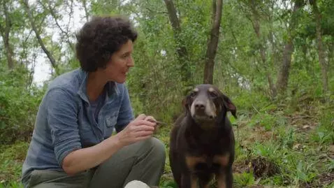 AI Video from prompt: Сгенирируй красивое короткое видео длинной 1 мин