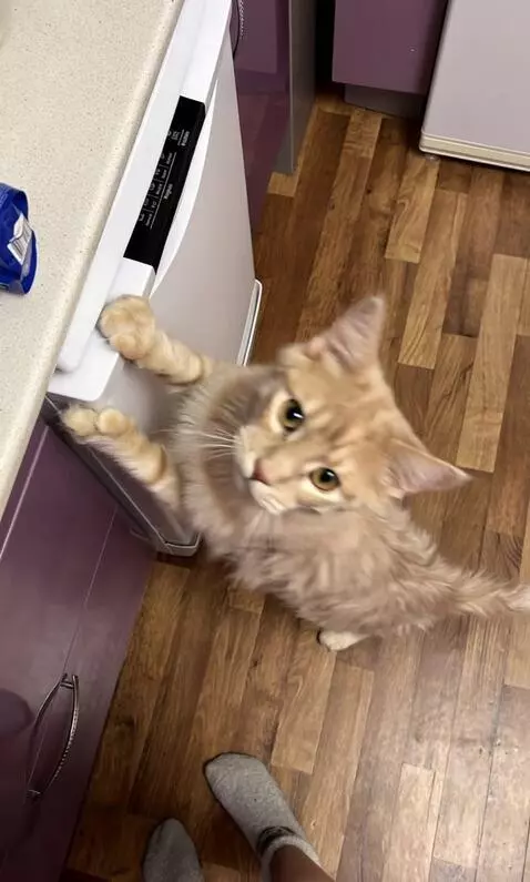 AI Video from prompt: Кот на видео закрывает духовку и уходит вертикал