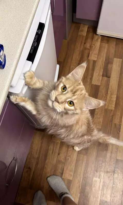 AI Video from prompt: Кот на видео закрывает духовку и уходит вправо и