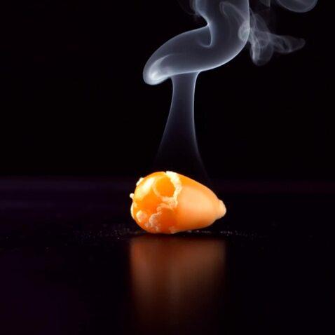 Close-up of a corn grain heating up on a hot sur
