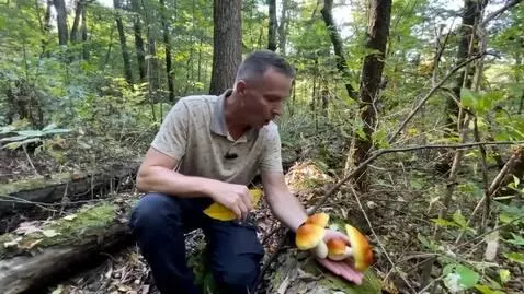 AI Video from prompt: he mushrooms come to life and jump onto the man'