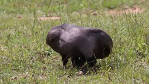 AI Video from prompt: 🐪 Animals of Kazakhstan  Kazakhstan is a large a