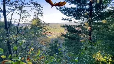 AI Video from prompt: large flying lizards fly in the sky