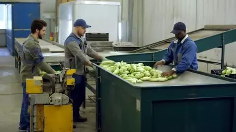 AI Video from prompt: Промышленная линия по переработке овощей. Люди с