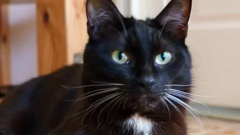 AI Video from prompt: создай видео где чëрная кошка с зелëнами глазами