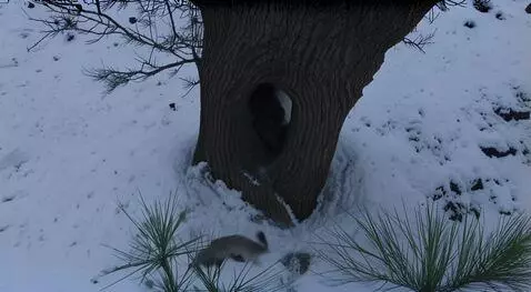 AI Video from prompt: кролик бежит по мрачному зимнему лесу, его сверх