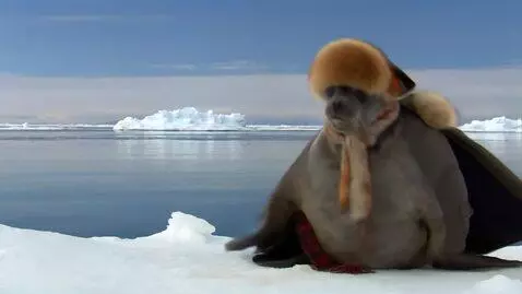 AI Video from prompt: A Baikal seal in a drawing style, against the ba