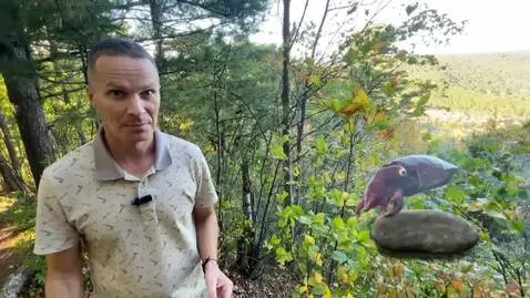 AI Video from prompt: the stone that lies down turns into a cuttlefish