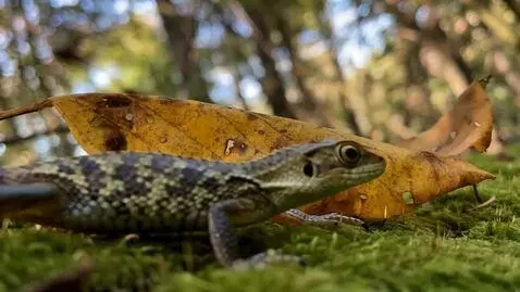 AI Video from prompt: a lizard enters the frame and looks at the scree