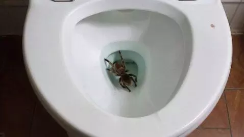 AI Video from prompt: туалет с пауками