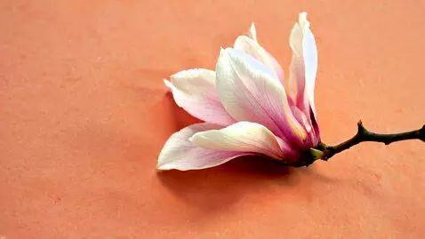 AI Video from prompt: Цветок магнолия с персиковыми оттенками по бакам