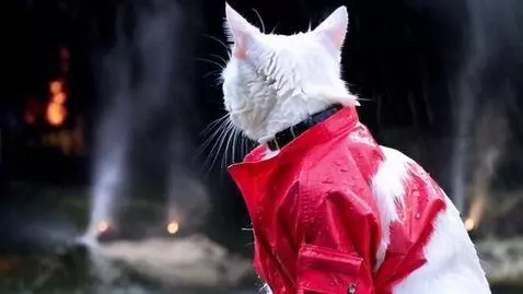 AI Video from prompt: An anthropomorphic white cat dressed in a tatter