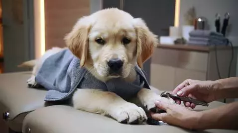 AI Video from prompt: Puppy enjoying pampering at the day spa