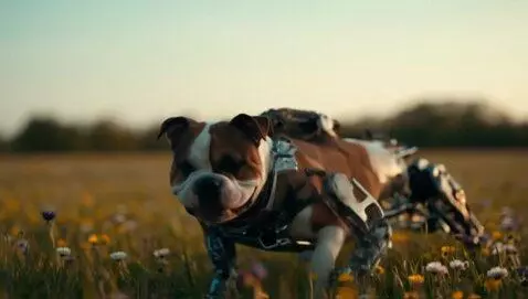 AI Video from prompt: My beautiful tri-color American Bully girl, Sunn