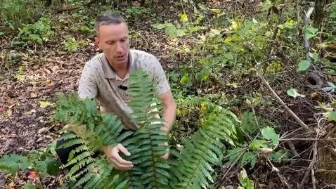 AI Video from prompt: a plant bush begins to prick and envelop the han