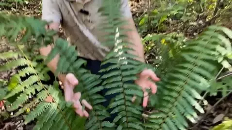AI Video from prompt: the plant bush turns into a thorny bush and begi