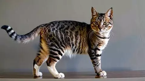 AI Video from prompt: Кот на задних лапах