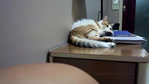 AI Video from prompt: Кот лежит на тумбочке