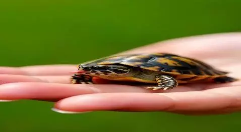 AI Video from prompt: Черепаха ползает по ладони по кругу.