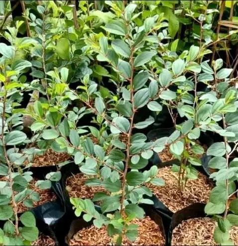 AI Video from prompt: buatkan gambar ini bergoyang-goyang seakan-akan 