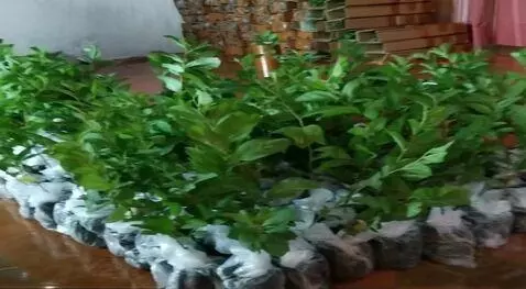 AI Video from prompt: buatkan gambar ini bergoyang-goyang seakan-akan 