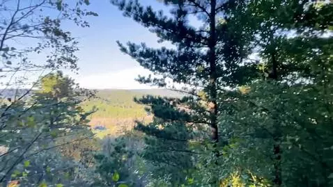 AI Video from prompt: flying squirrels jump from tree to tree and cras