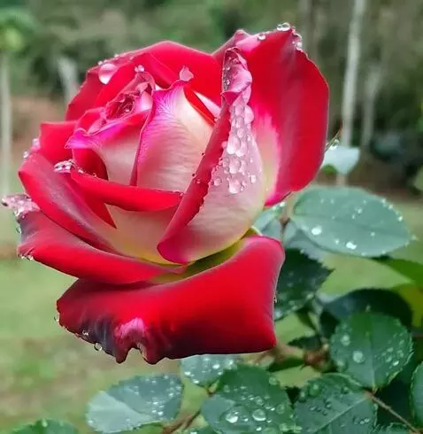 MiniMax Hailuo-02 (pro) video