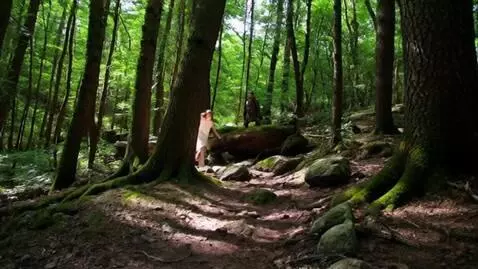 AI Video from prompt: Девушка бежит по лесу от Льва и падает