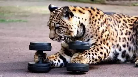 AI Video from prompt: puma do weightlifting with dumbbels