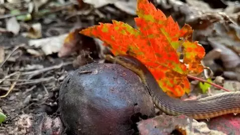 AI Video from prompt: a venomous snake slithers across the screen