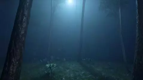 AI Video from prompt: Rainy night forest