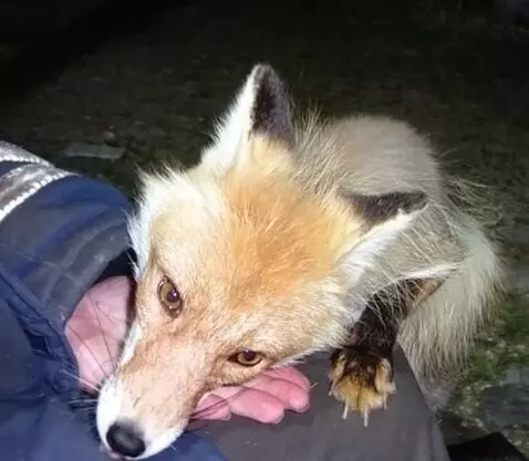 AI Video from prompt: A close-up of a beautiful, hand-raised red fox w