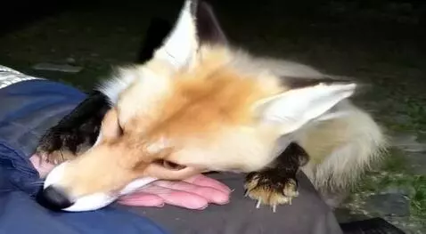 AI Video from prompt: A close-up of a beautiful, hand-raised red fox w