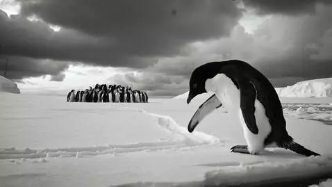 AI Video from prompt: Scene Description: An Adélie penguin stands alon