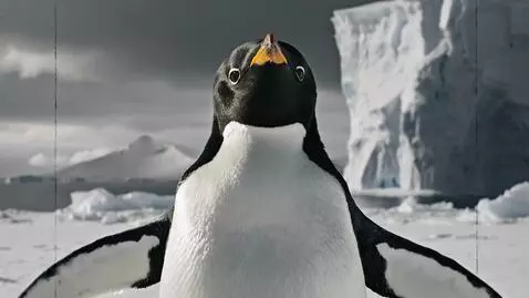 AI Video from prompt: Scene Description: A close-up of an Adélie pengu