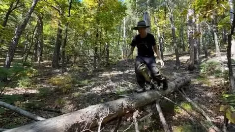 AI Video from prompt: a small dinosaur comes out onto a tree that's ly