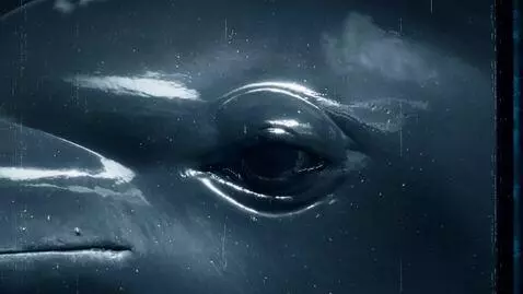 AI Video from prompt: Scene Description: A close-up of a dolphin's eye