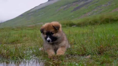 AI Video from prompt: sad little puppy lost in the rain. Its looking i