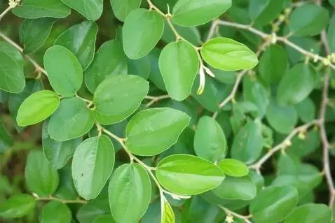 AI Video from prompt: gambar bergerak gerak seakan-akan terkena angin