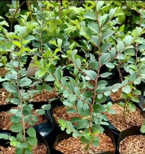 AI Video from prompt: gambar bidara berputar dan zom in kemudian zoom 