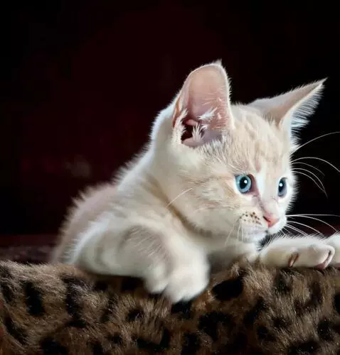 AI Video from prompt: the cat running