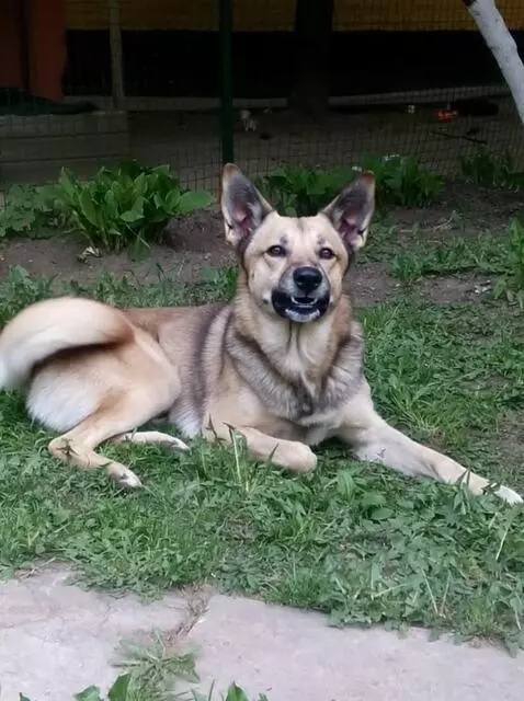 AI Video from prompt: The mouth opens/closes smoothly to the beat of s