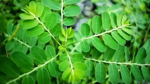 AI Video from prompt: buatkan gambar seakan-akan bergerak ditiup angin