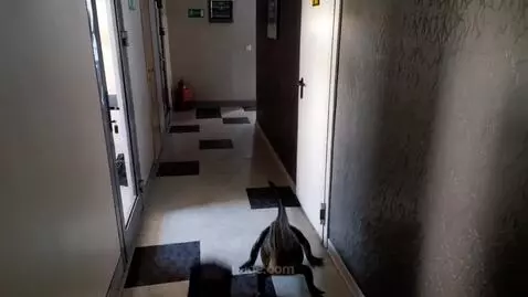 AI Video from prompt: in front of the frame is a mop being attacked by