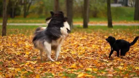 AI Video from prompt: Make me a picture of dogs playing with each othe