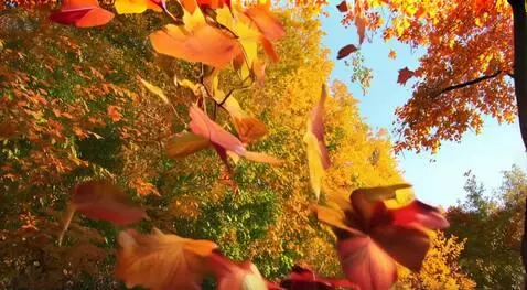 AI Video from prompt: Осенний лес, золотые и багряные листья подхвачен