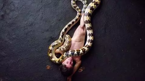AI Video from prompt: A python attacks a human from ceiling and coilin