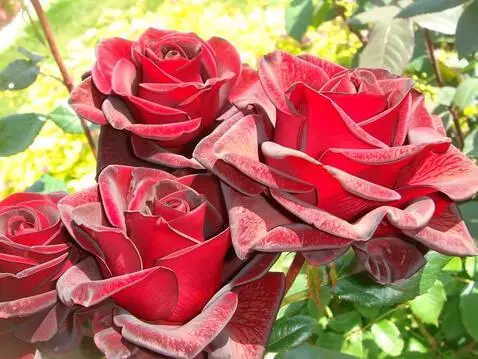 MiniMax Hailuo-02 (pro) video